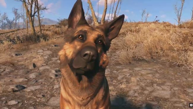 Fallout 76 может получить домашних животных